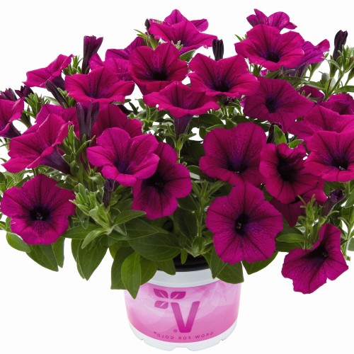 Petunia atkinsiana 'Fortado® Purple' - Petuunia 'Fortado® Purple'  